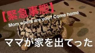 【緊急事態】ママが家を出てった Mom where are you? Come home.