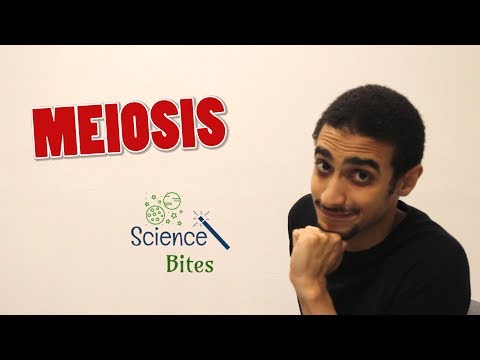 ቪዲዮ: ትራይሶሚ 18 በ meiosis ውስጥ እንዴት ይከሰታል?