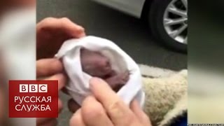 Детеныша вомбата спасли из тела погибшей матери