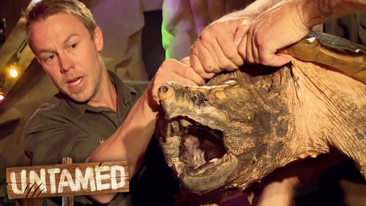 Handling a 44kg Snapping Turtle! - YouTube
