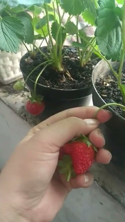 panen strawberry lagi🍓🍓#shorts