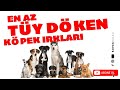 En Az Tüy Döken Köpek Irkları