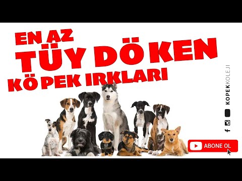 Video: 7 Düşük Tüy Dökülen Köpek Irkları