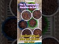 Día 2, Germinando Semillas de Dalia. 🌱🌿🏵️ — #shorts