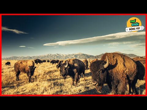 Video: Vườn quốc gia và khu bảo tồn của Bắc Mỹ