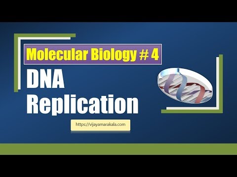 DNA Replication: Molecular Biology:  biochemistry