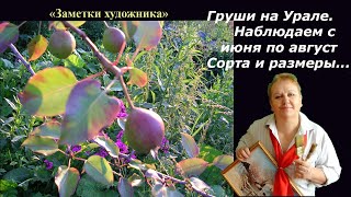 Груши на Урале. Сорта и урожайность. Вид плодов, вкус.