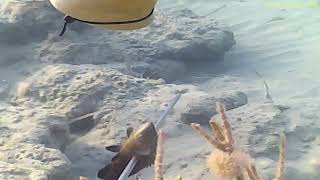 Grouper spearfishing between rocks (صيد اللقز)