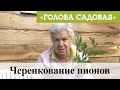 Голова садовая - Черенкование пионов