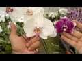 Como fazer mudas de orquídea - parte 01 - fecundação