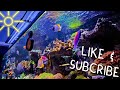 310 gallon reef tank  planet aquariums mega matrix  quick update