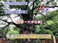 【鹿児島 日本一大きい楠!!蒲生八幡神社!!】神様が宿る木!!圧巻!!大迫力!