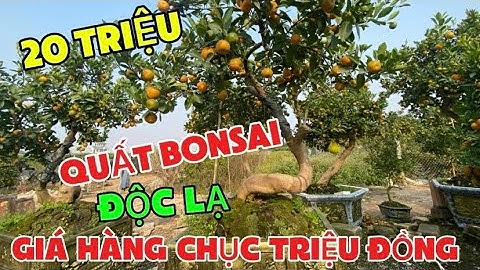 10 Triệu Cây Quất Bonsai Độc Lạ Có Một Không Hai Tại Hưng Yên- Giá Quất Tết Tại Vườn 2025