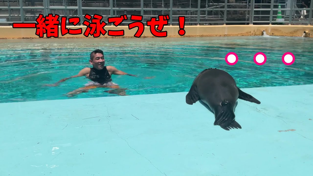 トドプールにコエル！？【カリフォルニアアシカ】