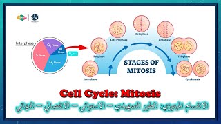 الانقسام الميتوزي (شرح بالعربي) | Cell Cycle: Mitosis division