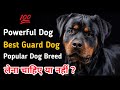 Rottweiler Most Powerful Dog / Rottweiler For 1st Time Dog Owner, Are they Good or Not?