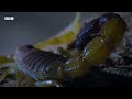 This Tiny Frog is a Deadly Hunter in the Dark | 4K UHD | BBC Earth