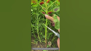 Red amaranth can regrow after harvesting.