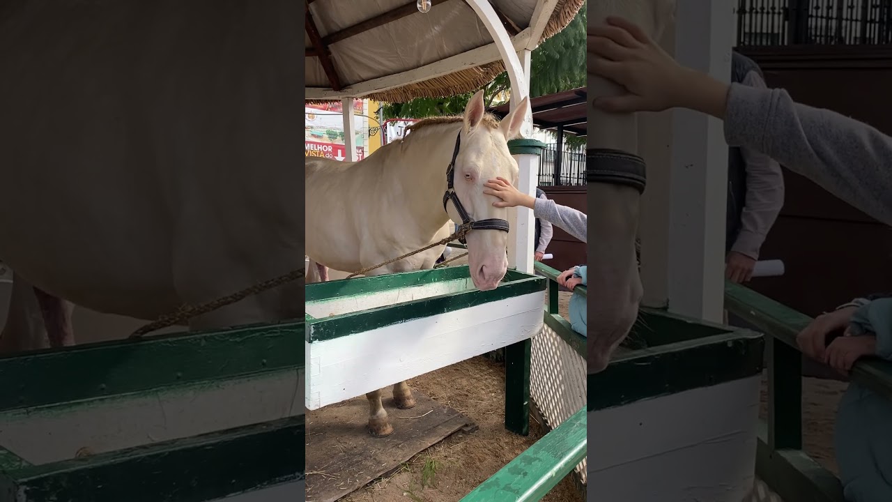 ALBINO HORSE ЛОШАДЬ АЛЬБИНОС #shorts #horse #albino #лошади #конь #animals #животные #horses #ride