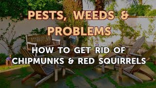 How to Get Rid of Chipmunks & Red Squirrels