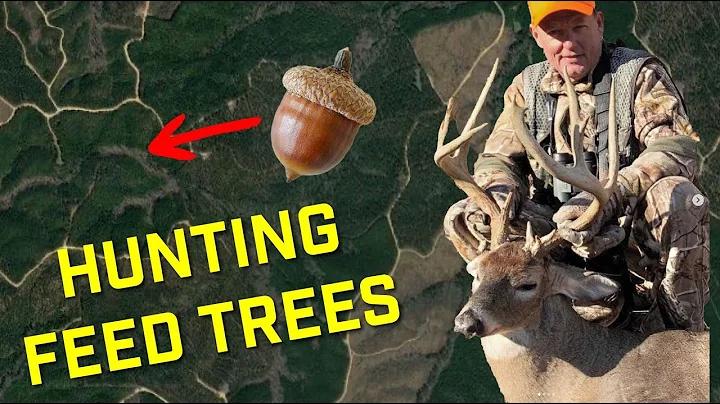Hunting FEED TREES for MATURE BUCKS - Targeting Oak Trees for Deer Hunting In the South - Ep 486