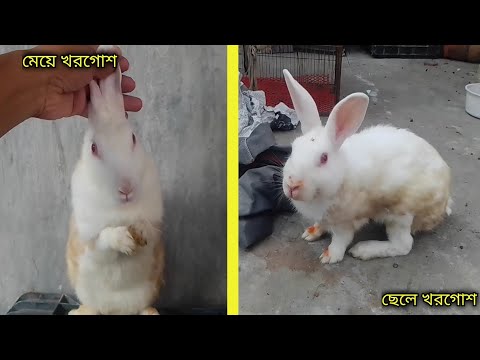 ভিডিও: ফার্ম গ্রিনহাউস: প্রকার, দাম। নিজে নিজে খামার গ্রিনহাউস করুন