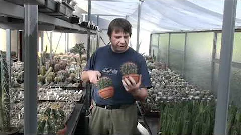 Jak probíhá rozmnožování kaktusů?