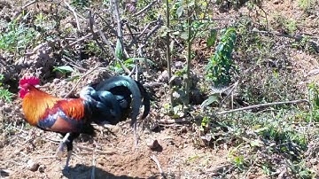 saib qaib qus txuam 1 thiab qaib dib