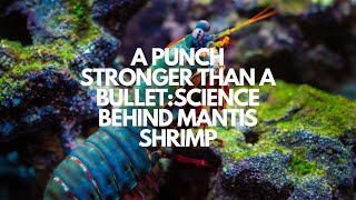 Science Behind the Mantis Shrimp's Punch