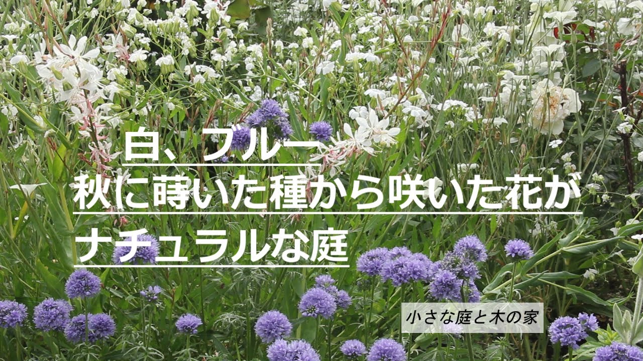 白 ブルー 秋に種を蒔いて咲かせた花がナチュラルな庭 Youtube