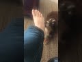 Relaxing asmr dog licking feet