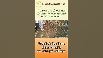 NHÀ NÔNG CHIA SẺ CÁCH GIÚP LÚA CỨNG CÂY, HẠN CHẾ ĐỔ NGÃ MÙA MƯA BÃO #câylúacầnthơ #lúa #shorts