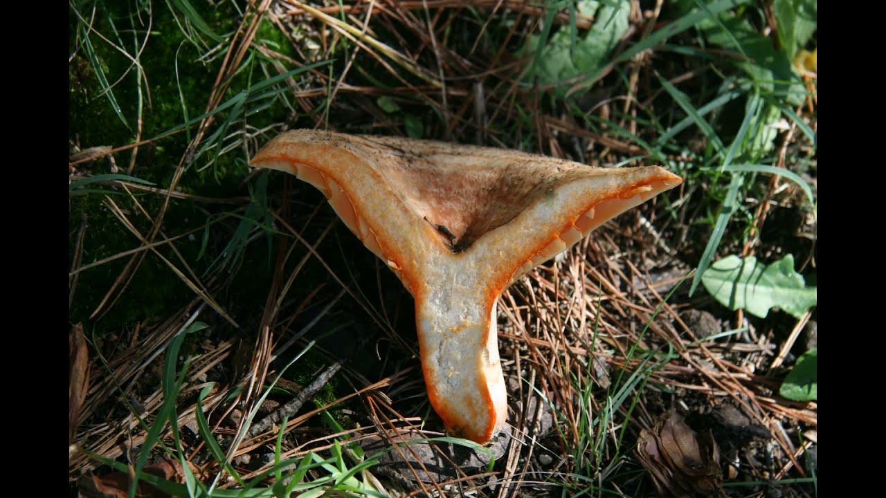 Lactarius deliciosus