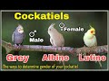 How to tell the Gender of your cockatiels. Lutino, Grey, Albino Cockatiels Male Female difference