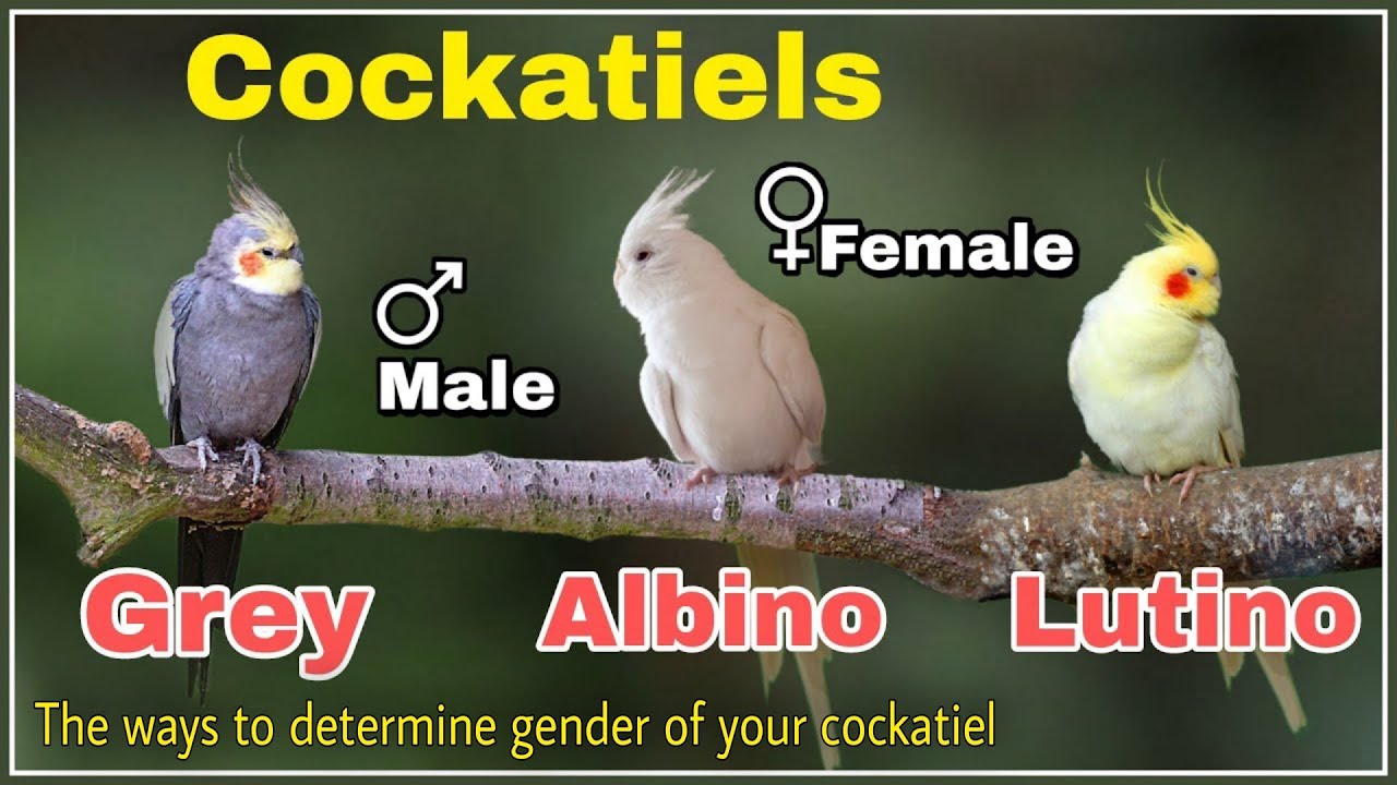 Gender of Your Beloved Cockatiel