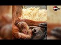 Cute! Orangutan baby born at Indianapolis Zoo