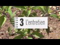 Jardin  comment cultiver un potager bio 