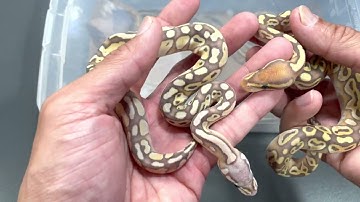 New Banana Huffman Clutch!!