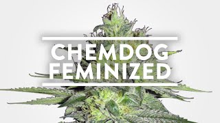 Chemdog Strain Information | MSNL