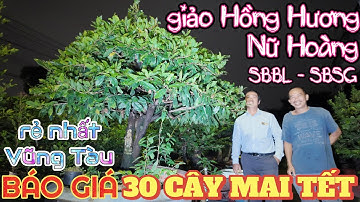 Gỏi Cá Đục ngon nhất Vũng Tàu GL mai Tết 30 cây ghép Nữ Hoàng SBBL SBSG quyết ko bán giảo Hồng Hương