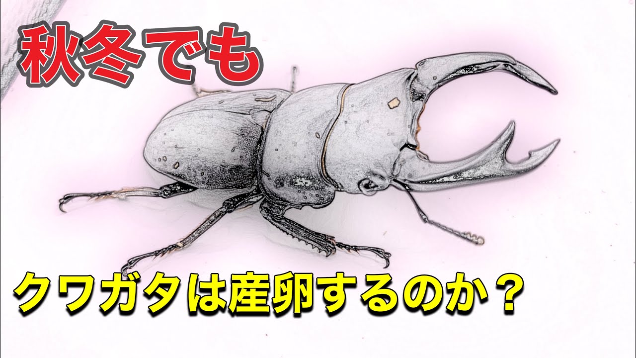 クワガタ飼育、越冬、各種ブリード産卵のやりかたを教えます。 必見】国産オオクワガタは冬でも産卵するのか？実験してわかった重要な