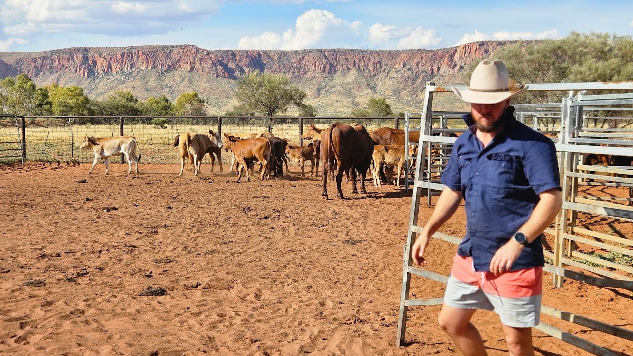 500 новых голов крупного рогатого скота на станции