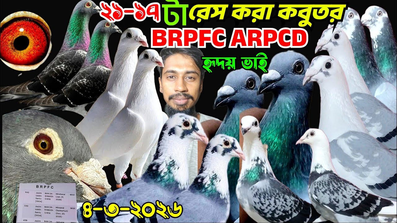  BRPFC ARPCD ক্লাব থেকে রেস করা রেসার কবুতর কিনুন। আসল রেসার কবুতর দাম জানুন। হৃদয় ভাইয়ের রেসার।