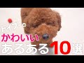 【かわいい10選】一緒に暮らしたから分かるトイプードルあるあるベスト10