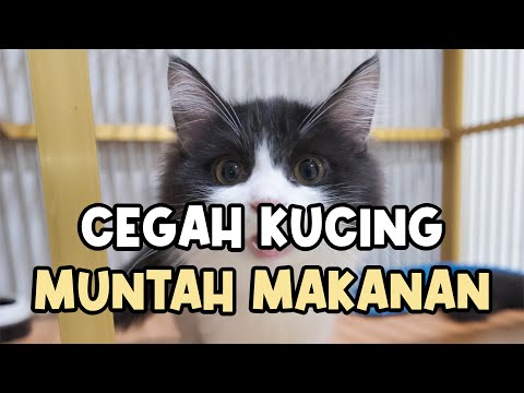 Video: Menggunakan Probiotik untuk Cirit-Kucing Anjing