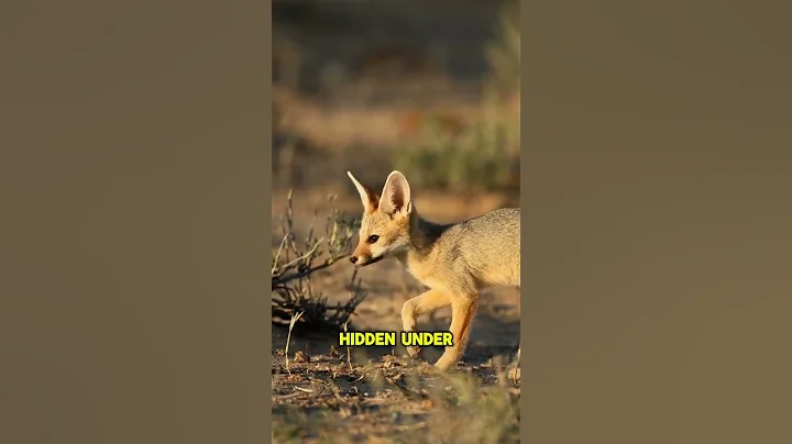 Did you know about the Fox s Hunting Skill