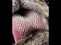 How a Tiger&#39;s tongue looks like  - Tiger tongue #shorts #knowledge