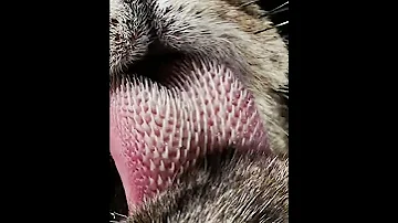 How a Tiger's tongue looks like  - Tiger tongue #shorts #knowledge