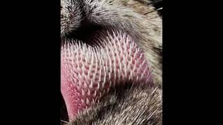How a Tiger's tongue looks like  - Tiger tongue #shorts #knowledge Resimi