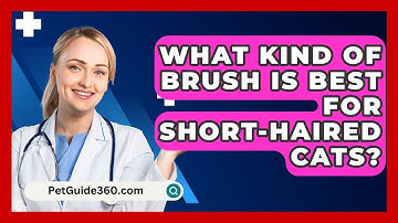 What Kind Of Brush Is Best For Short-haired Cats? - PetGuide360.com